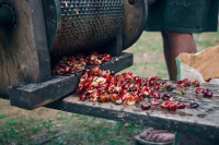 What is Sumatra Wet Hulling? Introduction to the Characteristics of Wet-Hulled Coffee Beans