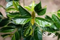 How Many Types of African Coffee Beans Are There? What Coffee Varieties Does Kenya Have?