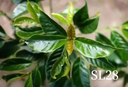 How Many Types of African Coffee Beans Are There? What Coffee Varieties Does Kenya Have?