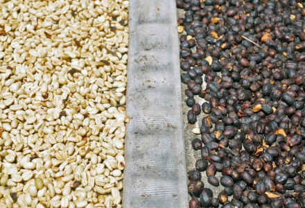 Why Are Washed Coffee Beans More Acidic Than Natural Process? How to Say Washed and Natural Coffee in English?