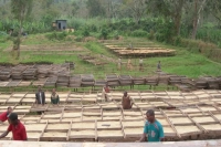 Ethiopian Coffee Beans | Introduction to Bench Maji Zone Gesha Village Gold Label Coffee Beans