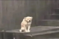 Can a toothpick replace a coffee distribution tool? What is the WDT distribution method? How to use an espresso distribution tool?