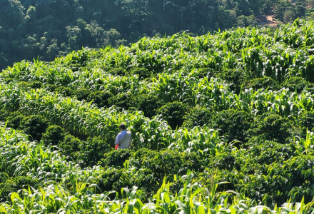 Brazilian Coffee Beans | Queen Estate Yellow Bourbon from São Paulo's Mogiana Region