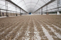 Why Does Indonesian Mandheling Coffee Use the Wet-Hulled Method?