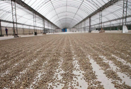 Why Does Indonesian Mandheling Coffee Use the Wet-Hulled Method?