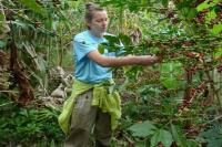 Introduction to the History of Ecuador's Hacienda La Rica Coffee Region - Flavor Characteristics of Ecuadorian Coffee Beans