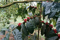 Is the Yunnan Small Bean Coffee Variety Catimor CIFC7963? Characteristics and Flavor Profile Introduction