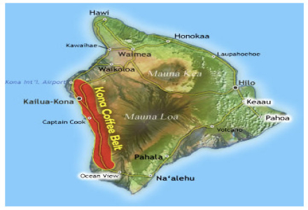 Hawaiian Coffee Beans | Introduction to Kona Premium Coffee Growing Region, What Do the World's Most Beautiful Coffee Beans Look Like?