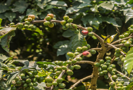 Flavor Characteristics of Kenya's Pour-Over Coffee Beans and Factors Influencing the Taste of Kenya SL28 and SL34 Varieties