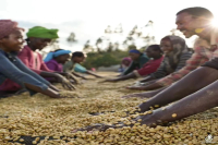 Sun-Dried, Washed, Honey Process - All These Coffee Post-Processing Methods Actually Involve Fermentation!!