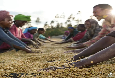 Sun-Dried, Washed, Honey Process - All These Coffee Post-Processing Methods Actually Involve Fermentation!!