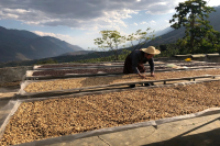 Why is Yunnan, China Famous for Producing Small-Bean Varieties? How Many Types of Yunnan Small-Bean Coffee Are There?