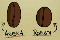 The Unknown Robusta: Why Robusta Beans Are Infamous and How Do They Taste?