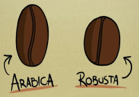 The Unknown Robusta: Why Robusta Beans Are Infamous and How Do They Taste?