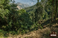 What are the effects of altitude on coffee flavor? Why do higher altitudes produce better coffee quality? What is the ideal altitude for coffee beans?