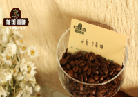 What is Catimor Coffee: Varietal Characteristics and Genetic Background