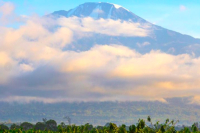 What Makes Tanzania Special as One of Africa's Coffee Giants? Introduction to Washed Typica from Kilimanjaro Region