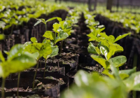 El Salvador Coffee Bean Grading System: SHG Meaning, Coffee Stories and Characteristics