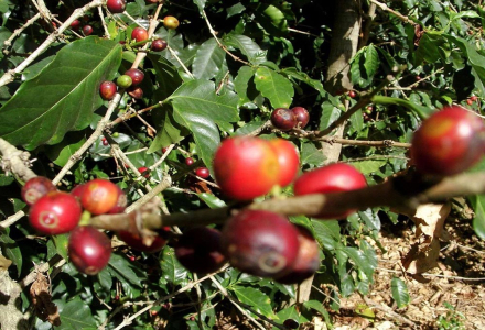 Arabica Coffee Beans Starbucks Price Characteristics Mantenin Coffee Beans Taste Origin Variety Estate Introduction