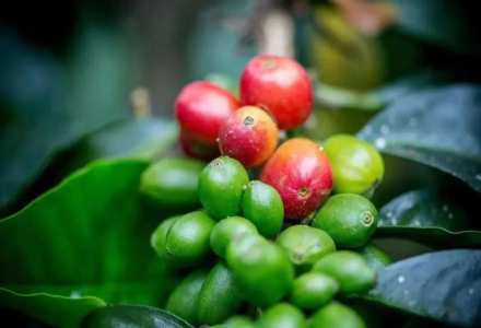 What Variety is Specialty Coffee Sidra? Why is it Called a 