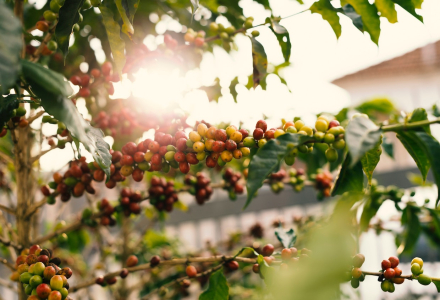 The Development History of Anaerobic Coffee Processing Methods, Anaerobic Natural Processing, and Introduction to Santa Venia Coffee Beans