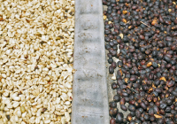 What's the Difference in Taste and Flavor Between Washed and Natural Coffee Beans? An Introduction to Flavor Variations