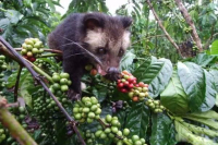 Kopi Luwak | How is the Aroma of Vietnamese Civet Coffee Developed? Flavor Profile and Taste Description