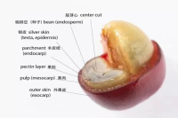 Coffee Bean Processing Methods: A Step-by-Step Guide and Flavor Differences Between Natural, Washed, and Honey Processing