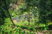 Top 10 Most Expensive Coffees in the World | Panama Geisha Coffee 90+ Emerald Sofía Estate