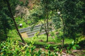 Top 10 Most Expensive Coffees in the World | Panama Geisha Coffee 90+ Emerald Sofía Estate