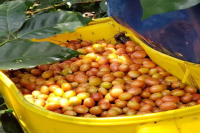 What are the differences between Red Bourbon, Yellow Bourbon, and Pink Bourbon coffee?