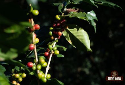 Yunnan Coffee Industry Faces Growth Challenges: The Origin History and Development of Yunnan Small Beans