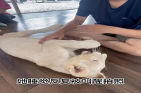 Breaking! Lion Attack Incident at Thailand Wildlife Park Café