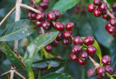 How Good is the Taste of Arabica Coffee Beans: Correct Methods and Flavor Characteristics for Pour-Over Single-Origin Coffee