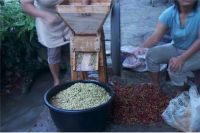 What is the difference between wet-hulled and semi-natural processed coffee beans? What are the characteristics of wet-hulled processed coffee beans?