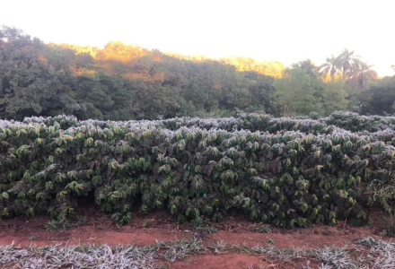 Coffee Beans Too Expensive?! Coffee Exchange Prepares to Sell 2-Year-Old Coffee Beans!