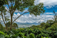Introduction to Colombian Coffee Regions and Main Varieties?