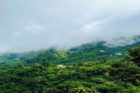 Introduction to Blue Mountain Coffee Bean Origin - Which Country Produces Blue Mountain Coffee & Coffee Varieties