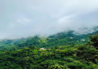 Introduction to Blue Mountain Coffee Bean Origin - Which Country Produces Blue Mountain Coffee & Coffee Varieties