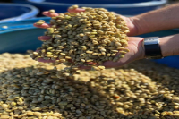 Peruvian Coffee Beans: Origin, Production, Flavor Characteristics, and Aroma