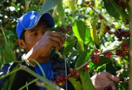 The Development History of 90+, Introduction to 90+ Geisha Eleta Coffee Beans