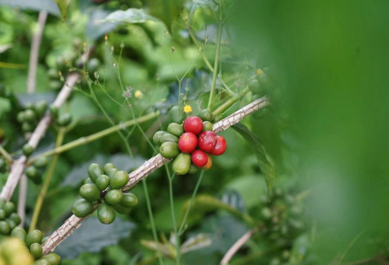 Yunnan Geisha Coffee Bean Growing Region - Yunnan Small Bean Coffee Flavor and Taste Characteristics