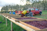 What's the Difference Between Natural, Pulped Natural, Washed, and Honey Processing? Flavor and Taste Characteristics of Natural Coffee Beans?