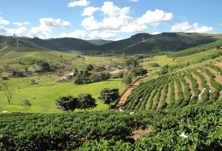 What Are the Characteristics of São Paulo State Coffee? What Are Brazil's Renowned Coffee Estates?