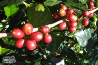 Panama Geisha Coffee Beans: Varieties, Growing Environment, Price, and Flavor Characteristics