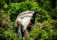The Story and Relationship Between Panama Coffee Estates: Morgan Estate and Finca Deborah