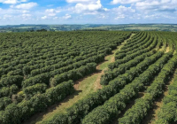 Introduction to Queen Estate Yellow Bourbon Coffee Beans from Mogiana Region, São Paulo State, Brazil