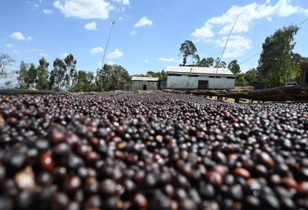 Ethiopia Sidamo's Unique Shakisso Micro-Region | Shakisso Coffee Bean Brewing Flavors