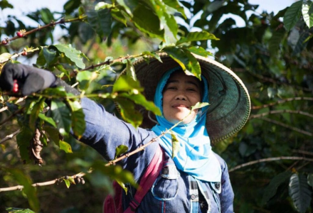 How is Indonesian Java Coffee? Are Java Variety and Java Coffee the Same Thing?