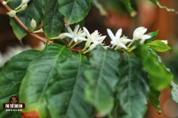 Coffee Flowers Can Be Pink?! What's the Difference Between Pink and White Coffee Flowers?